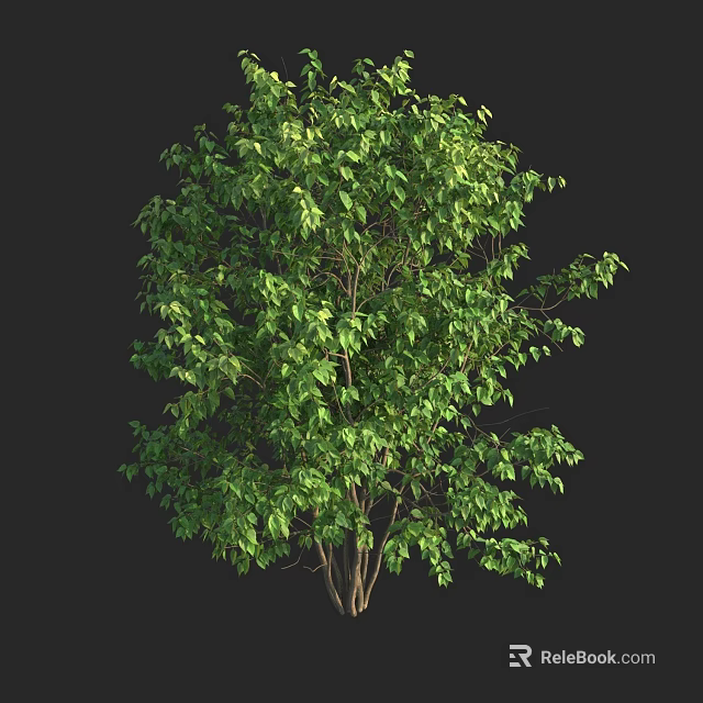 Lush Green Shrub With Dense Foliage And Multiple Branches Against Dark Background 3d model