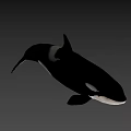 Black And White Orca Swimming With Sleek Body Against Dark Background
