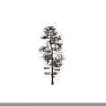 Tall Tree with Golden Leaves and Thick Trunk Against Dark Background
