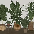 Indoor Potted Plants in Woven Baskets and Ceramic Pots with Lush Foliage for Home Decor