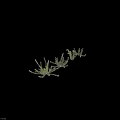 Different Types of Shrubs with Varied Foliage Shapes for Garden Landscaping Person Standing Nearby