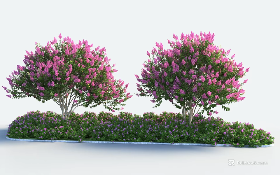Blooming Shrubs With Pink Flowers Surrounded By Green Low Plants Against White Background 3d model 