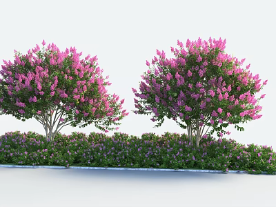 Blooming Shrubs With Pink Flowers Surrounded By Green Low Plants Against White Background 3d model