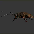 Close Up View Of Beetle With Long Antennae Spotted Exoskeleton Multiple Legs On Gray Background