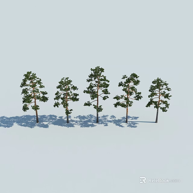 Five Pine Trees With Green Canopies And Slender Trunks Casting Shadows On Light Ground 3d model