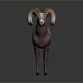 Majestic Ram With Large Curved Horns Standing On Gray Background And Shiny Floor
