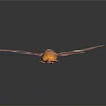 Purple Winged Cicada With Spread Wings White Spots And Orange Body Against Dark Background