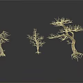 Three Dead Trees with Various Shapes on White Background with Reflections