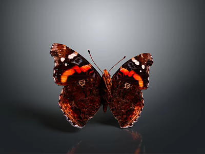 Vibrant Butterfly With Red Black White Wing Patterns On Gray Background Reflection 3d model