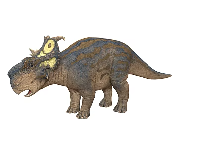 Realistic Ceratopsian Dinosaur With Frilled Head And Brown Striped Body 3d model