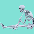 Detailed Human Anatomical Skeleton Model as Medical Device for Training and Education
