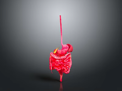 3D Rendered Human Digestive System Model With Pink Organs And Gray Background 3d model