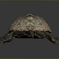 Vibrant Patterned Turtle With Brown Orange Shell And Textured Scaly Legs