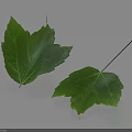 Two Green Leaves With Fresh Texture Visible Leaf Veins And Natural Shadows On Light Background