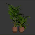 Green Palm Plants In Terracotta Pots On Dark Indoor Background