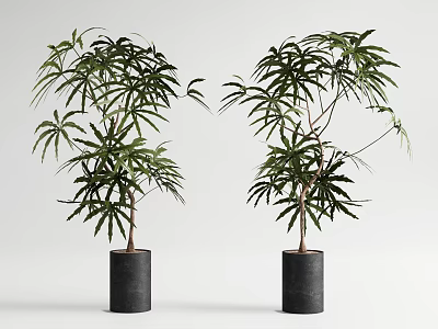 Green Plant Bonsai 3d model