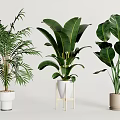 Indoor Potted Tropical Plants With Large Leaves In White Beige Pots And Wooden Stand