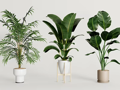 Indoor Potted Tropical Plants With Large Leaves In White Beige Pots And Wooden Stand 3d model