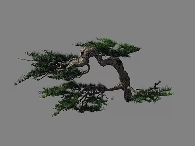Elegant Pine Tree With Bent Branches Green Needles And Natural Trunk 3d model