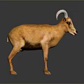 3D Model of Orange Animal With White Curved Horns Standing on Gray Background