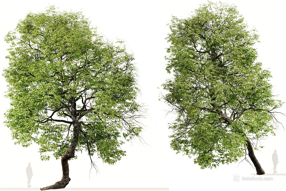 Two Lush Green Arbor Trees With Curved Trunks And Dense Foliage Near Human Figure 3d model 