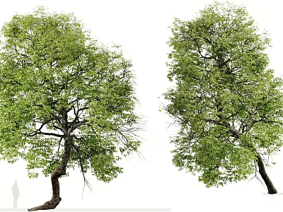 Two Lush Green Arbor Trees With Curved Trunks And Dense Foliage Near Human Figure 3d model
