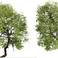 Two Lush Green Arbor Trees With Curved Trunks And Dense Foliage Near Human Figure