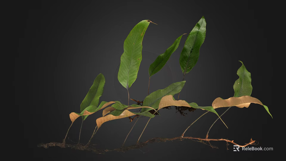 Lush Natural Fern Plant With Green And Brown Leaves And Exposed Roots 3d model 