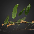 Lush Natural Fern Plant With Green And Brown Leaves And Exposed Roots