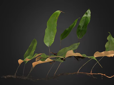 Lush Natural Fern Plant With Green And Brown Leaves And Exposed Roots 3d model
