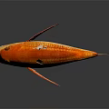 Vibrant Orange and White Fish with Scales Fins Tail on Dark Background and Reflection
