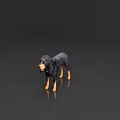 Black And Tan Dog With Floppy Ears Standing On Shiny Black Background