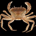 Natural Coastal Habitat Scene Showing Brown Crab With Detailed Claws And Legs