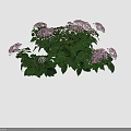 Vibrant Pink Hydrangea Bush With Lush Green Leaves And Clustered Blooms