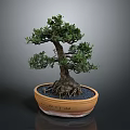 Bonsai Tree Bonsai Pottery Pot Roots Green Leaves Pottery Pottery Flower Pot