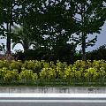 Scenic Municipal Road With Lush Trees Vibrant Yellow Flowers And Green Landscape Design