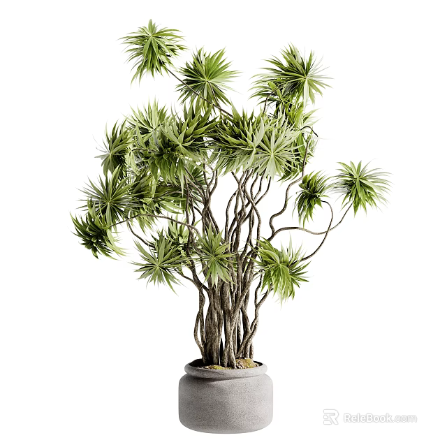 Potted Bonsai Plant With Lush Green Leaves Multiple Curved Branches And Gray Ceramic Pot 3d model 