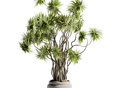Potted Bonsai Plant With Lush Green Leaves Multiple Curved Branches And Gray Ceramic Pot 3d model