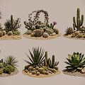 Decorative Cactus and Succulent Plant Combinations with Sand Stones and Small Flowers