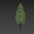 Tall Tree with Lush Green Foliage and Human Figure Standing on White Background
