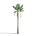 Tall Palm Tree With Long Trunk And Green Fronds Casting Shadow 3d model