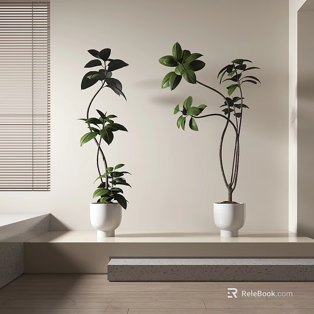 Indoor Bonsai Potted Plants With Green Leaves And Curved Branches In White Pots 3d model 