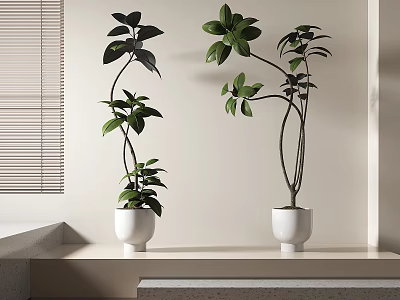 Indoor Bonsai Potted Plants With Green Leaves And Curved Branches In White Pots 3d model