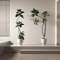 Indoor Bonsai Potted Plants With Green Leaves And Curved Branches In White Pots