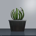 Indoor Green Cactus Potted Plant In Black Wooden Pot With Radial Leaves And Distinct Veins