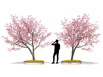 Potted Bonsai Trees With Pink Blossoms And Person Standing Between Circular Planters 3d model