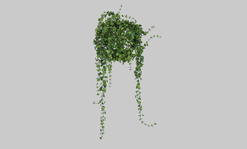 Modern Vine Climbing Vine 3d model