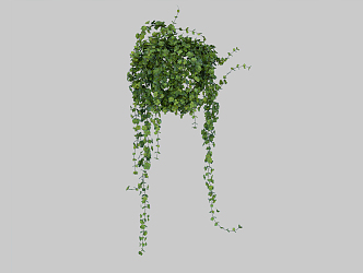 Modern Vine Climbing Vine 3d model