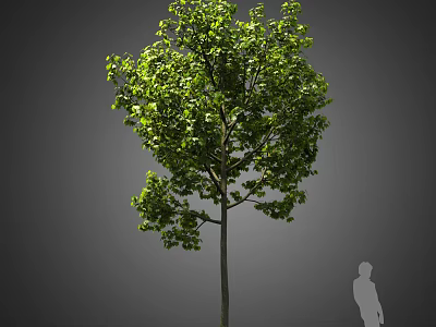 Lush Green Arbor With Thick Trunk And Human Silhouette For Scale 3d model