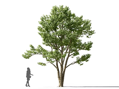 Tall Mature Tree with Green Leaves and Thick Trunk Observed by Person with Measuring Tool 3d model